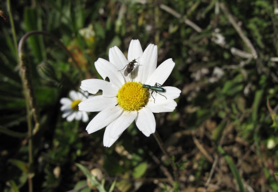 Oedemeridi? No, Psilothrix protensa